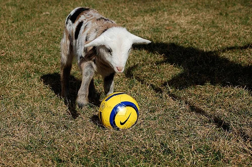 Who Is the GOAT of Soccer?
